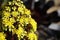 Spring Bloom Series - Aeonium Arboreum Zwartkop - The Black Rose Succulent