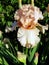 Spring Bloom Series: Bearded Iris Germanica