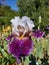 Spring Bloom Series: Bearded Iris Germanica