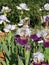 Spring Bloom Series: Bearded Iris Germanica