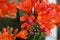 Spring Bloom Series - Bright Orange Clivia Flowers and Pods