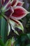 Spring Bloom Series - Butterfly Amaryllis - Hippeastrum Papilio - Maroon with greenish white striped flowers