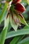 Spring Bloom Series - Butterfly Amaryllis - Hippeastrum Papilio - Maroon with greenish white striped flowers