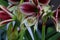 Spring Bloom Series - Butterfly Amaryllis - Hippeastrum Papilio - Maroon with greenish white striped flowers