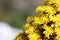 Spring Bloom Series - California Honey Bee on Bright Yellow Aeonium Flowers