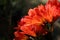 Spring Bloom Series - Clivia - Amaryllidiceae