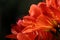 Spring Bloom Series - Clivia - Amaryllidiceae