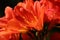 Spring Bloom Series - Clivia - Amaryllidiceae