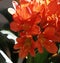 Spring Bloom Series - Clivia - Amaryllidiceae