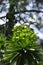 Spring Bloom Series - Cypress Spurge - Euphorbia cyparissias
