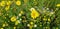 Spring Bloom Series - Field of Yellow Flowers