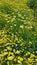 Spring Bloom Series - Field of Yellow Flowers