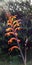 Spring Bloom Series - Fiery Orange Crocosmia Paniculata
