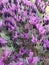 Spring Bloom Series: Fragrant Lavender Blooms