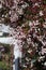 Spring Bloom Series - Jasmine Blooms - Jasminum Polyanthum