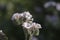 Spring Bloom Series - Lacy Scorpion Weed - Fiddleneck - Phacelia Tanacetifolia