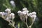 Spring Bloom Series - Lacy Scorpion Weed - Fiddleneck - Phacelia Tanacetifolia