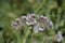 Spring Bloom Series - Lacy Scorpion Weed - Fiddleneck - Phacelia Tanacetifolia