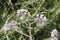 Spring Bloom Series - Lacy Scorpion Weed - Fiddleneck - Phacelia Tanacetifolia