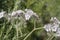 Spring Bloom Series - Lacy Scorpion Weed - Fiddleneck - Phacelia Tanacetifolia