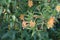 Spring Bloom Series - Orange Monkeyflower - Diplacus Aurantiacus