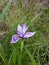 Spring Bloom Series: Pacific Coast Native Iris