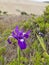 Spring Bloom Series: Pacific Coast Native Iris