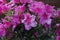 Spring Bloom Series - Pink Azalea - Rhododendron