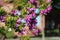Spring Bloom Series - Pink Flowering Polygala Shrub - Polygaloides Paucifolia