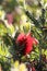 Spring Bloom Series - Red Bottlebrush Flowers - Callistemon