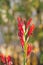 Spring Bloom Series - Red Canna Flowers - Cannaceae