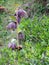 Spring Bloom Series: Snake`s head fritillary