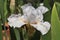 Spring Bloom Series - White Iris with Orange and White Beards - Iridacae