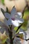 Spring Bloom Series - White with pale purple flowers - Crocosmia