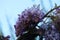 Spring Bloom Series - Wisteria Chinensis