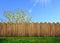 Spring bloom tree in backyard and wooden garden fence