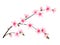 Spring bloom tree branch with pink flowers