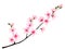 Spring bloom tree branch with pink flowers