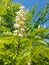 spring bloom on tree branches fresh green buds