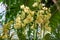 Spring bloom of a variety of orchids. Pink yellow white purple orchids. Beautiful floral background