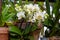 Spring bloom of a variety of orchids. Pink yellow white purple orchids. Beautiful floral background