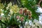 Spring bloom of a variety of orchids. Pink yellow white purple orchids. Beautiful floral background