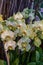 Spring bloom of a variety of orchids. Pink yellow white purple orchids. Beautiful floral background