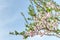 Spring blooming almond tree with flowers and foliage