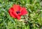 Spring Blooming Anemones Anemone coronaria