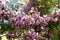 Spring blooming apple tree in town yard. Pink flowers