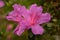 Spring Blooming Azaleas in a Florida Park