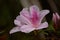 Spring Blooming Azaleas in a Florida Park