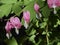 A spring blooming bleeding heart flower also known as lamprocapnos spectabilis and formerly the dicentra.