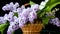 Spring blooming bouquet of lilac in a basket